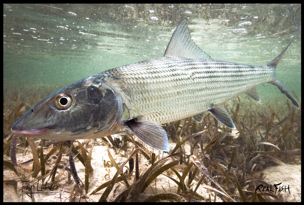 Realfish USA H20 " Grey Ghost " Bonefish Floor Door Mat 24x36