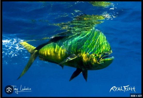 Realfish USA H20 Mahi Mahi Dolphin Dorado " Cruising " 24" x 36" Floor Door Mat Art