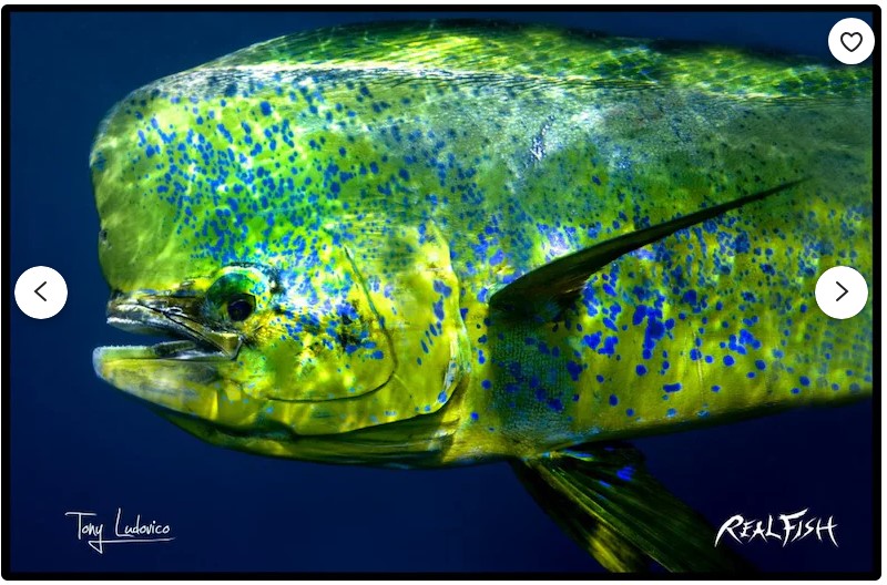 Realfish USA H2O Mahi Mahi " Portrait of a Bull " 24" x 36" Floor Door Mat Dolphin Dorado