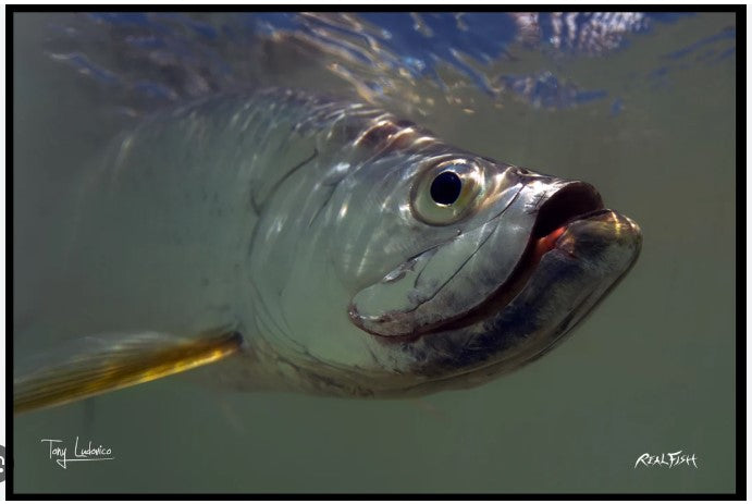 Realfish USA H20 Tarpon " Portrait of a King " 24" x 36" Floor Door Mat.