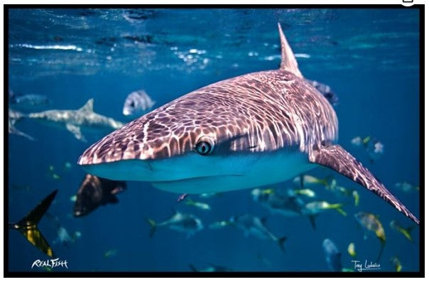 Realfish USA H20 " In Your Face " Shark Floor Door Mat 24x36