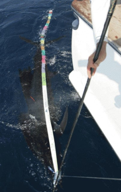 Sailfish Release Ruler