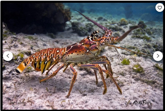 Realfish USA H20 Lobster " Bug " Fish Floor Mat Doormat 24" x 36".