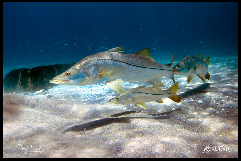 Realfish USA H20 School of Snook "Follow Me " Floor Door Mat 24x36