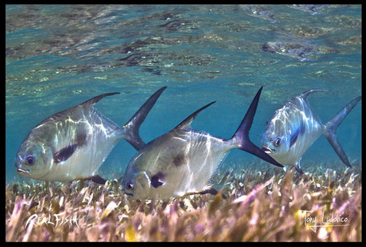 Realfish USA H20 “ Permit “ Floor Door Mat 24x36