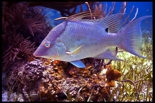 Realfish USA H20 " Hogfish " Floor Door Mat 24X36