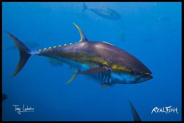 Realfish USA H20 Yellowfin Tuna " One of the Gang " Floor Door Mat 24x36