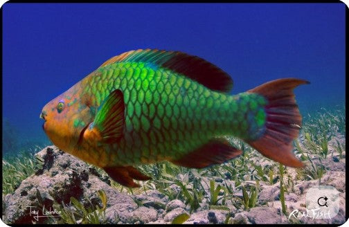 Realfish USA H20 " Life " Queen Parrot Fish - Floor and Doormat 24" x 36".