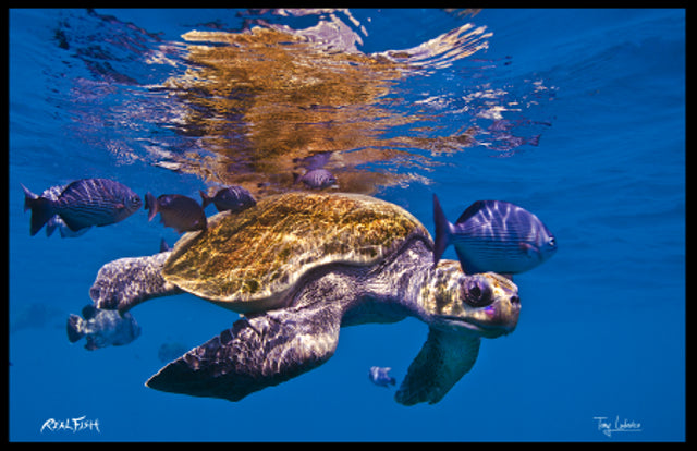 Realfish USA H20  " Playmates " Loggerhead Sea Turtle Floor Door Mat 24" x 36"