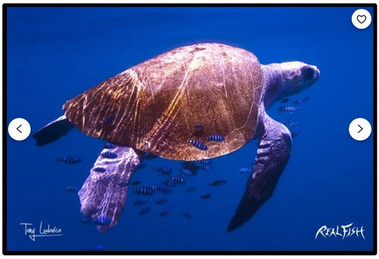 Realfish USA H20 " Padre " Sea Turtle 24"x 36" Floor Door Mat - Fish Art By Tony Ludovico