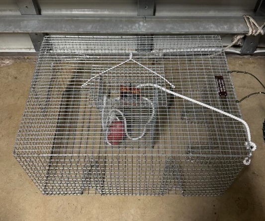 Rob's Reel Bait 6 Funnel Pinfish Trap, Galvanized Wire 24" x 18" x 12" Made In America