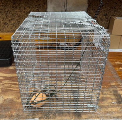 Rob's Reel Bait Traps "Key West" Pinfish 2 Funnel Galvanized Trap 15" x 12" x 11" Made In America