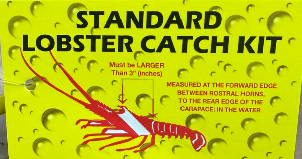 Standard Lobster Kit Dot Gloves, Plastic Lobster Gauge Mesh Net Bag, Fiberglass Tickle Stick