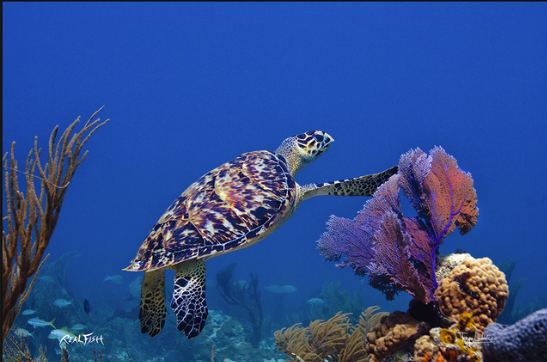 Real Fish Gyotaku H2O High Definition Floor Door Mats