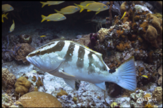 Real Fish Gyotaku H2O High Definition Floor Door Mats