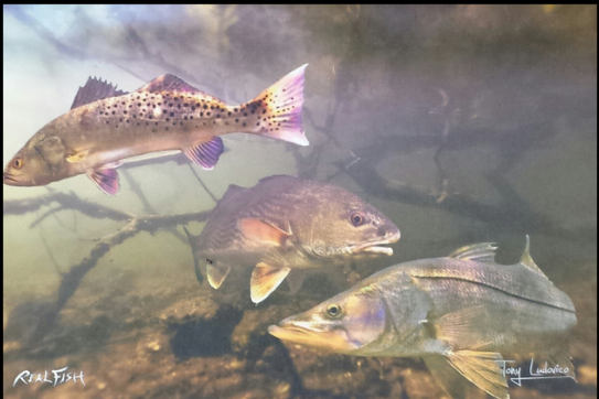 Real Fish Gyotaku H2O High Definition Floor Door Mats