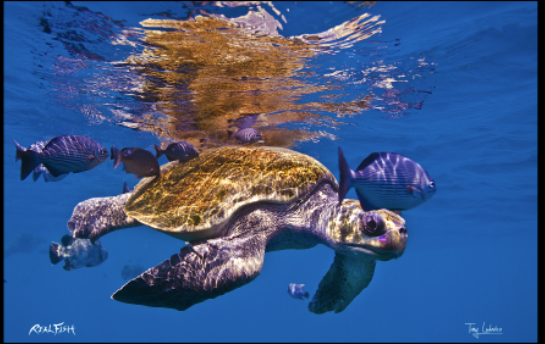 Real Fish Gyotaku H2O High Definition Floor Door Mats