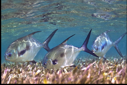 Real Fish Gyotaku H2O High Definition Floor Door Mats