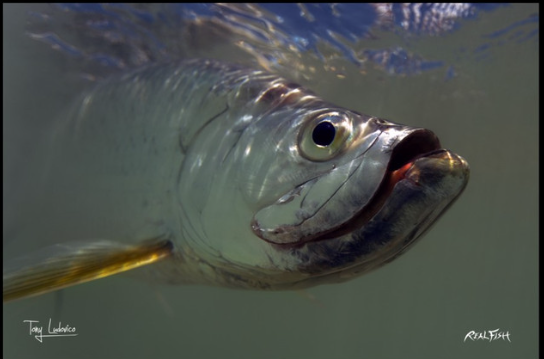 Real Fish Gyotaku H2O High Definition Floor Door Mats