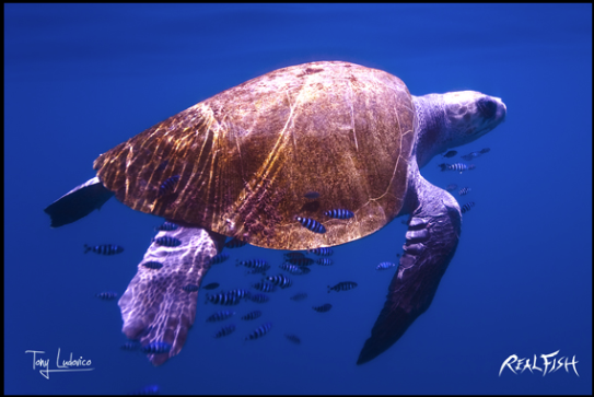 Real Fish Gyotaku H2O High Definition Floor Door Mats