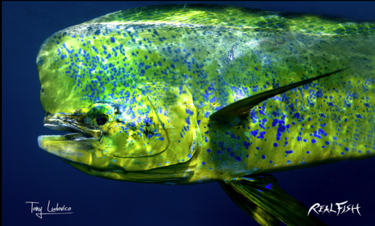 Real Fish Gyotaku H2O High Definition Floor Door Mats