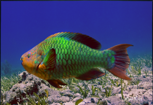 Real Fish Gyotaku H2O High Definition Floor Door Mats