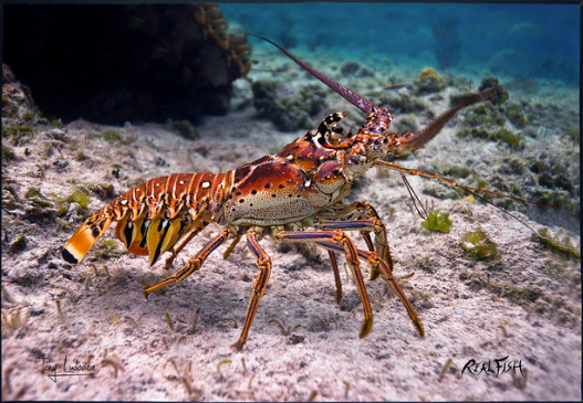Real Fish Gyotaku H2O High Definition Floor Door Mats