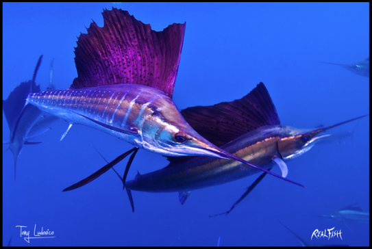 Real Fish Gyotaku H2O High Definition Floor Door Mats