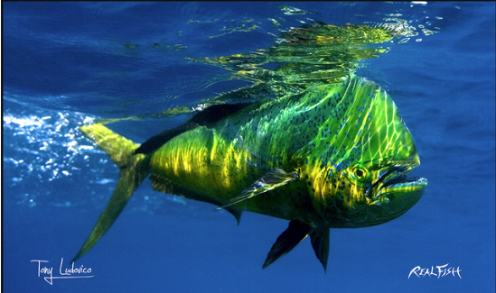 Real Fish Gyotaku H2O High Definition Floor Door Mats