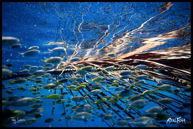 Realfish USA H20 School of Fish " Undercover " Floor Door Mat 24x36