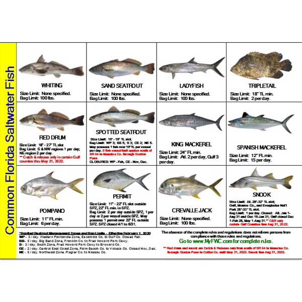 Fish ID & Regulations Mini Card for Florida